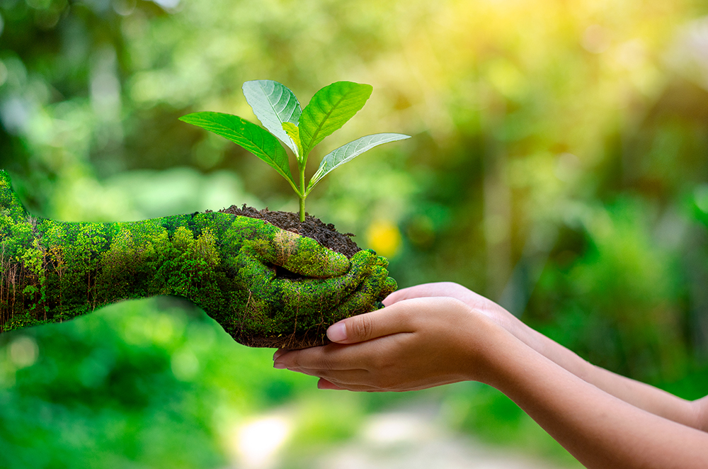 Manos sosteniendo un brote de planta, simbolizando el cuidado del medio ambiente.